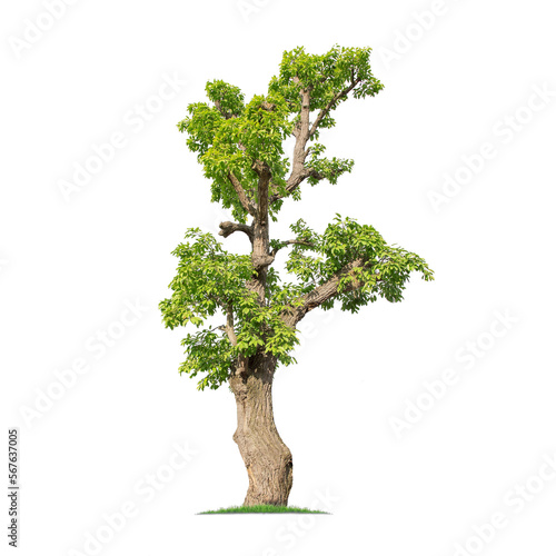 Green tree isolated on transparent background with clipping path  single tree with clipping path and alpha channel. are Forest and foliage in summer for both printing and web pages.  