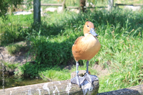 Canard au zoo de la teste de buch photo