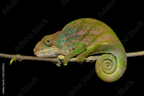 O'Shaughnessy's chameleon (Calumma oshaughnessyi), endemic species of chameleon, Andasibe-Mantadia National Park, Madagascar wildlife animal