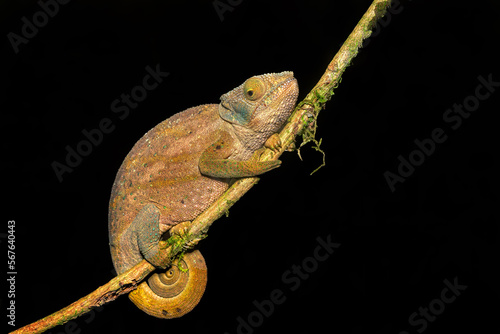 O'Shaughnessy's chameleon (Calumma oshaughnessyi), endemic species of chameleon, Andasibe-Mantadia National Park, Madagascar wildlife animal photo