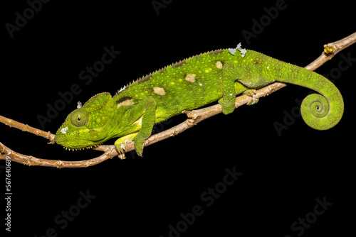 Malagasy giant chameleon or Oustalet's chameleon (Furcifer oustaleti) female, large species of endemic chameleon, Ambalavao. Madagascar wildlife animal