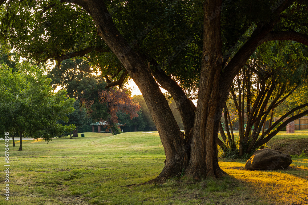 Large Tree at a park at dusk Large Tree at a park at dusk