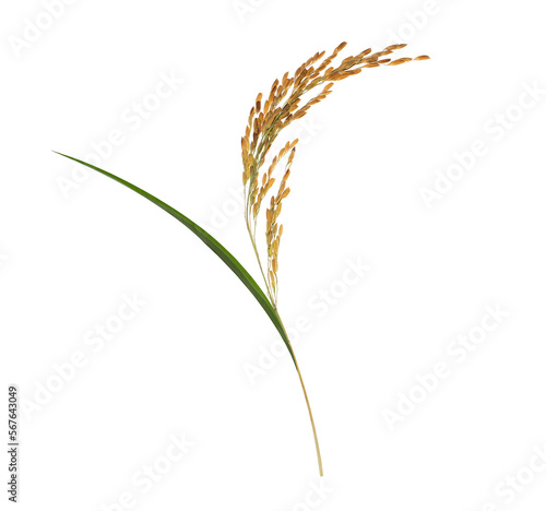Foto organic paddy rice,ear of paddy, ears of Thai jasmine rice isolated on white background