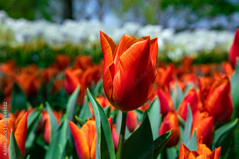 Fototapeta premium Orange tulip in the park in focus. Spring blossom background photo