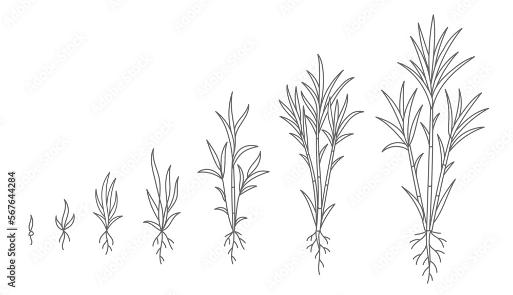 Fototapeta premium Sugar cane. Animation of the development of the plant growth stage. Vector line. Editable outline stroke.