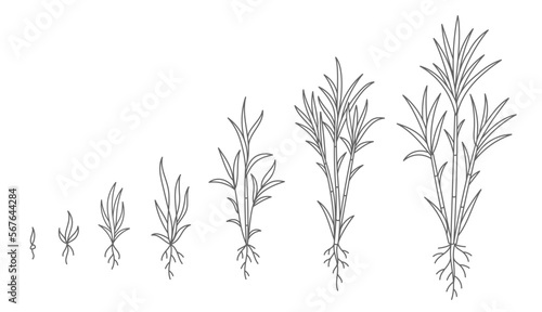 Sugar cane. Animation of the development of the plant growth stage. Vector line. Editable outline stroke.