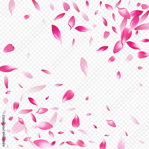 White Lotus Vector Transparent Background.