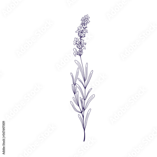 Etched lavender, outlined flower. Lavanda, contoured floral botanical drawing in retro vintage style. French lavandula, lavendar plant. Hand-drawn vector illustration isolated on white background