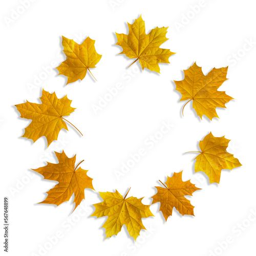 Circle frame of isolated yellow Maple leaves , autumn wreath