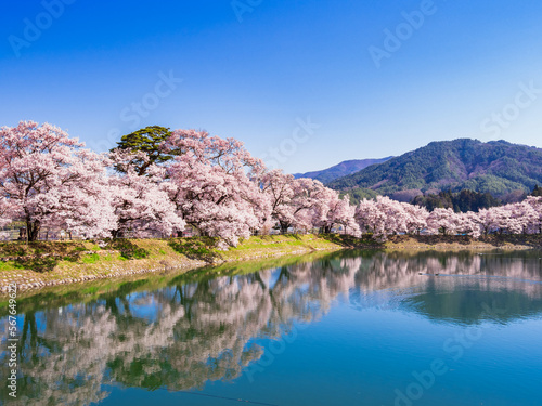 春の信州 高遠の桜風景