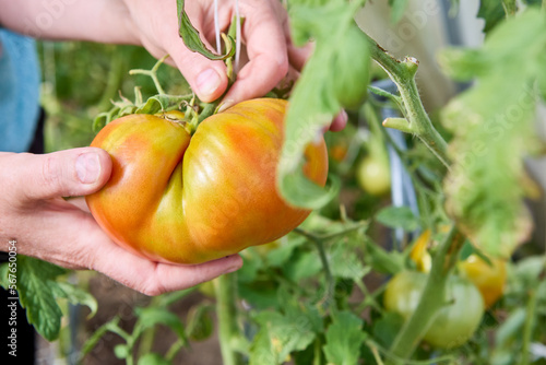 Gardener picked large orange tomato from bush in greenhouse.
