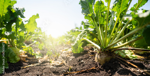 Sugar beet on a field close up