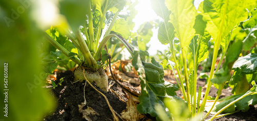 Fotografía Sugar beet on a field close up