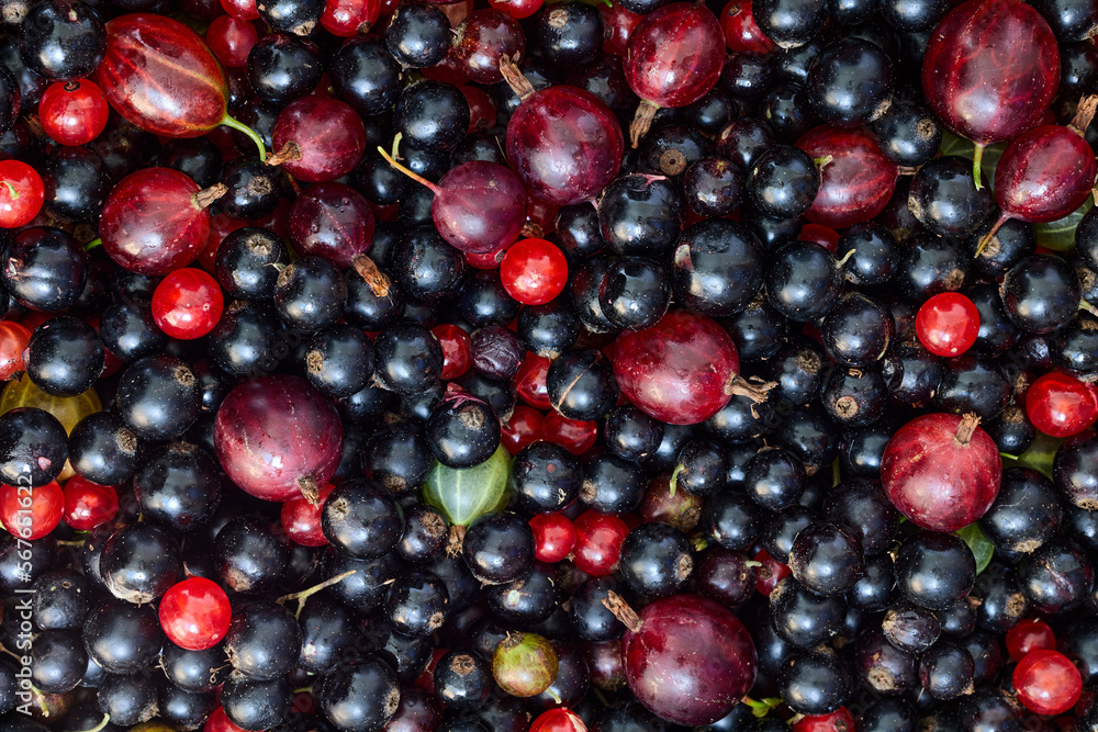 Blackcurrant and gooseberry, ripe fresh garden berries as texture for background. Blackcurrant and gooseberry, ripe fresh garden berries as texture for background.