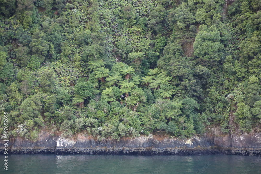 Plants on the steep sides of Milford Sound in the South Island of New Zealand.