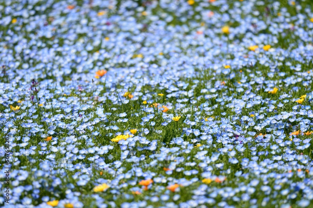 ネモフィラの絨毯