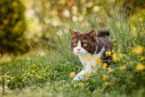 Britisch Kurzhaar, Katze auf Wiese mit gelben Blumen im sommerlichem Garten photo