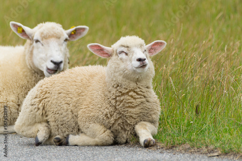 Close-up of a happy young dike sheep in front of its mother