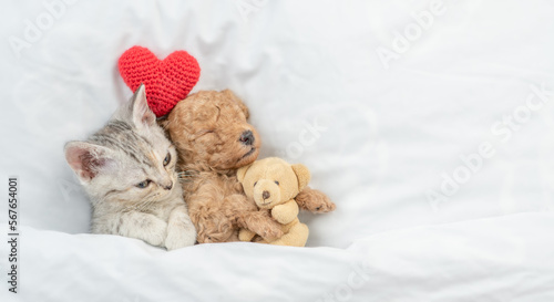Cute tiny Toy Poodle puppy and tabby kitten sleep together under white warm blanket on a bed at home. Top down view. Empty space for text
