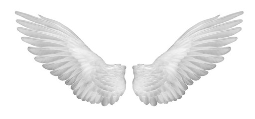 Realistic angel wings. White wing isolated.  png transparency