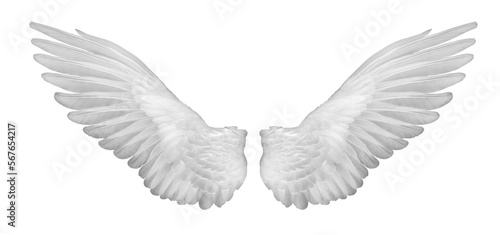 Fotografie, Obraz Realistic angel wings. White wing isolated.  png transparency