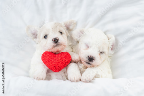 Two tiny Bichon Frise puppy lying with red heart under  white blanket on a bed at home. Top down view