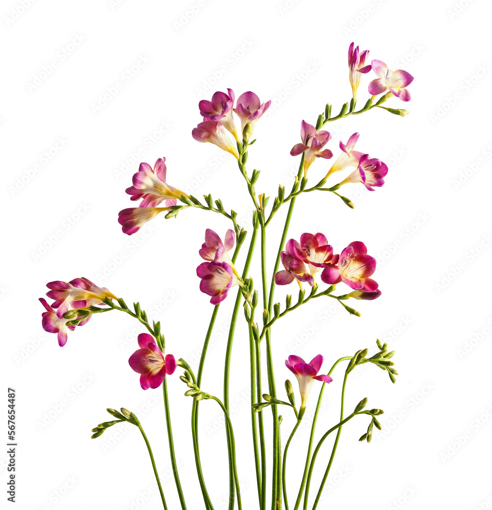Isolated of curved pink flowers bunch with stems