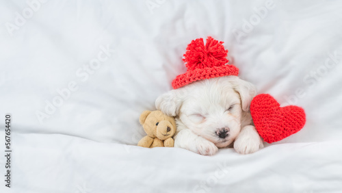 Tiny Bichon Frise puppy wearing tiny warm hat sleeps under  white blanket on a bed at home with favorite toy bear and red heart. Top down view. Empty space for text