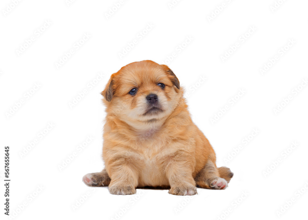 Obraz premium Pet portrait of little Adorable Chihuahua and Pomeranian crossbreed puppy (4 weeks old) sitting on transparent background, png file