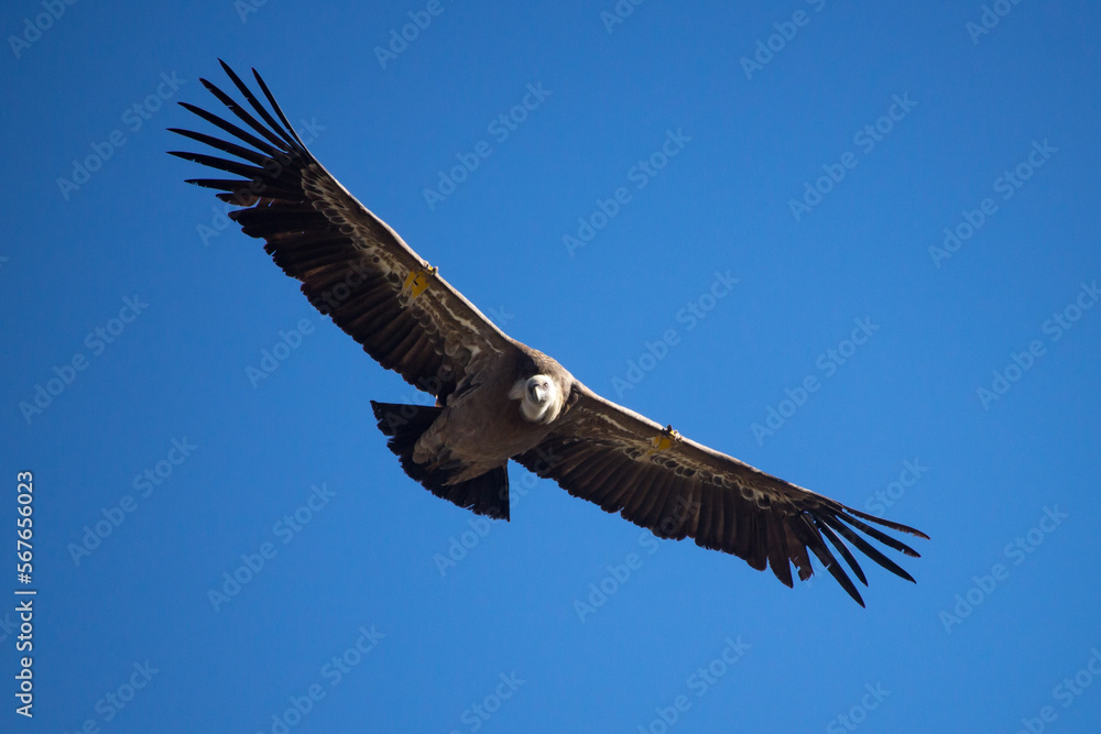 Fototapeta premium Buitre Leonado Projecte Canyet