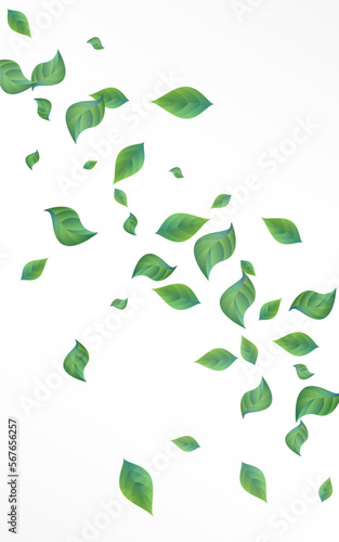 Mint Leaf Spring Vector White Background