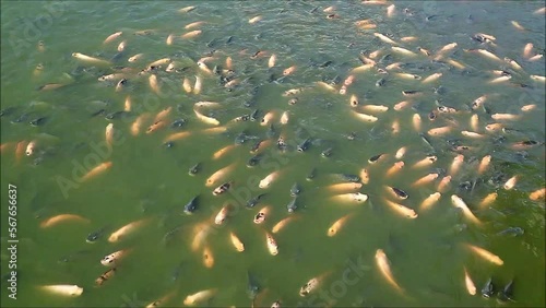 Footage of a Large School of Black and Red Nile Tilapias Waiting for Food in a Sunshine Pond	 photo