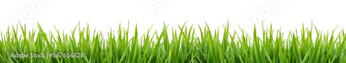 green grass isolated on transparent background, png