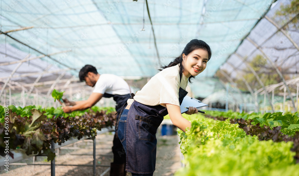 Asian woman and man farmer working together in organic hydroponic salad vegetable farm. using tablet inspect quality of lettuce in greenhouse garden. .. Asian woman and man farmer working together in organic hydroponic salad vegetable farm. using tablet inspect quality of lettuce in greenhouse garden. ..