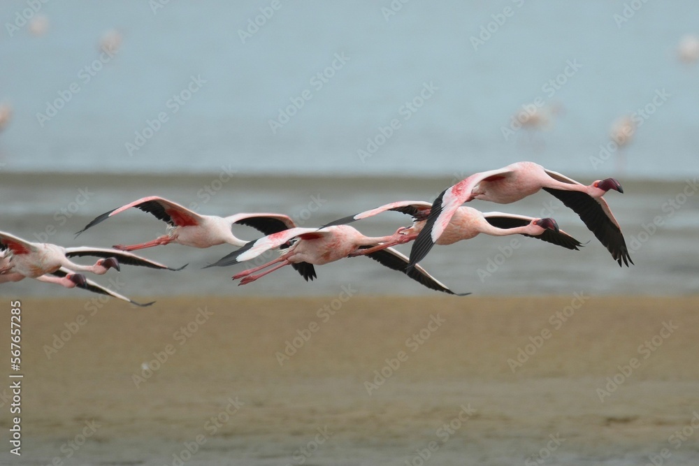 Fototapeta premium Group of flying lessser flamingos, Walvis Bay