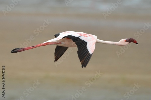 Portrait of a flying lessser flamingo, Walvis Bay
