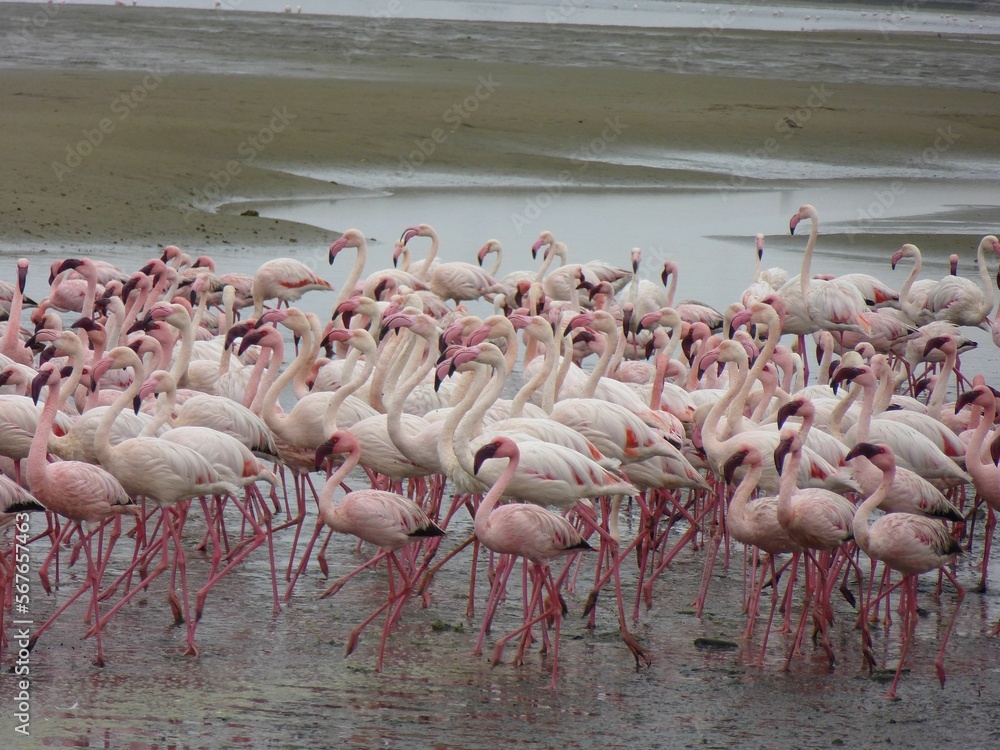 Fototapeta premium Colony of lesser flamingos, Walvis Bay, Namibia