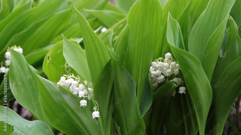 Lily of the valley flowering in the garden Lily of the valley flowering in the garden