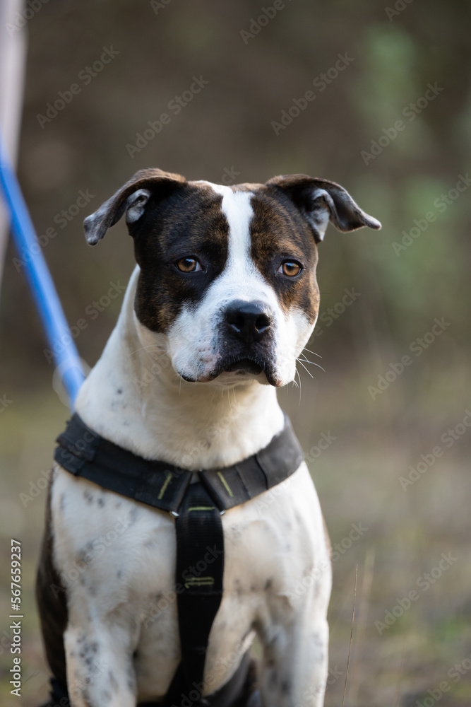 Portrait of adorable strong dog looking at camera outdoors. Pet care concept.