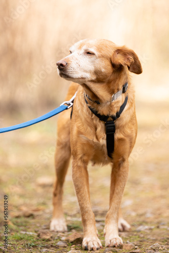 Shelter dog walking in the countryside. Pet care concept.