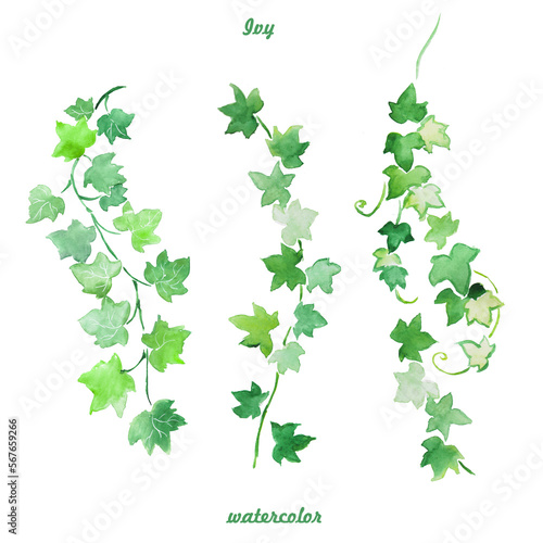 Ivy  plant  greenery  green leaves  flora  watercolor illustration 