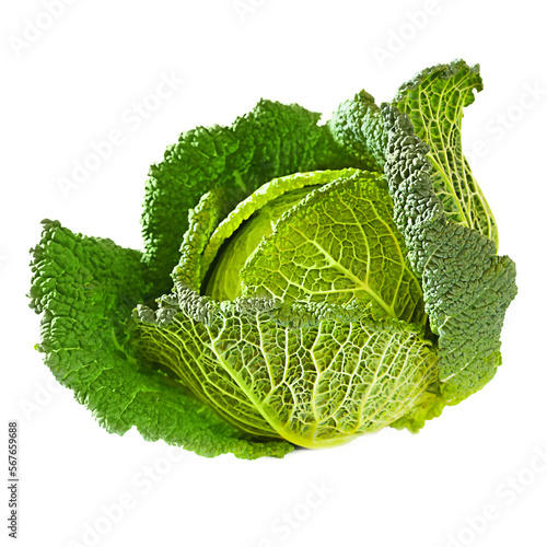 Whole head of savoy cabbage photo