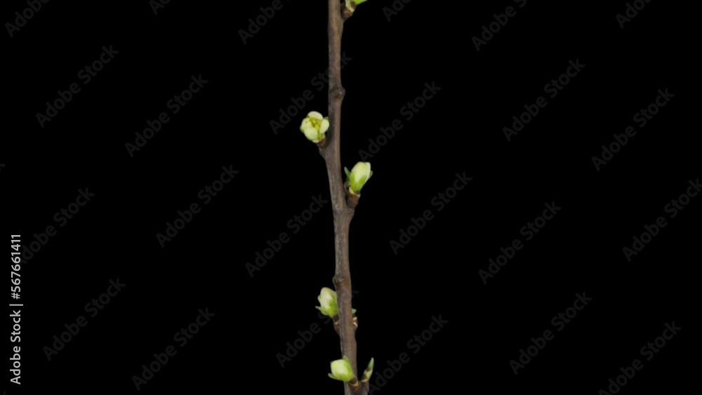 Time lapse of blooming plum tree (Prunus domestica) branch with ALPHA transparency channel isolated on black background
Time lapse of blooming plum tree (Prunus domestica) branch with ALPHA transparency channel isolated on black background