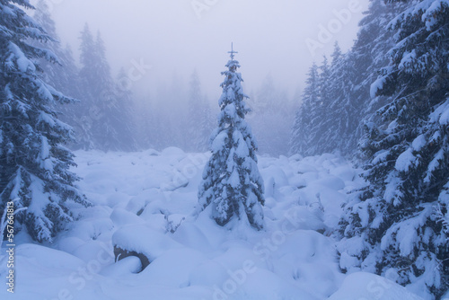 Lonely tree covered with snow in winter mountain.