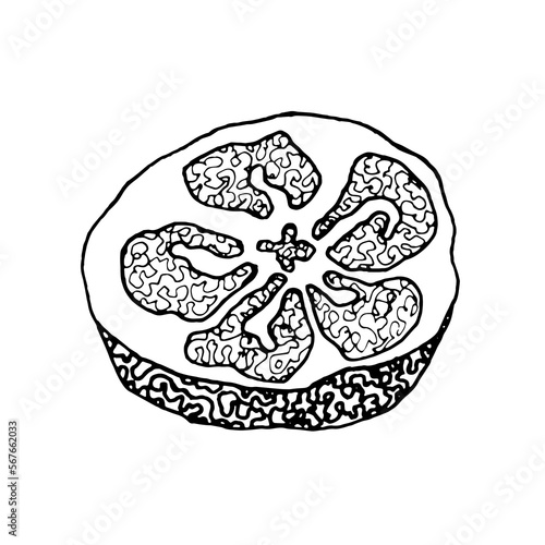 Loofah shower sponge for body. Concept of eco friendly product. Editable stroke. Natural luff scrubber linear icon.