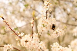 In the orchard, branch of a cherry tree with blossoms and bee, beginning of spring in nature