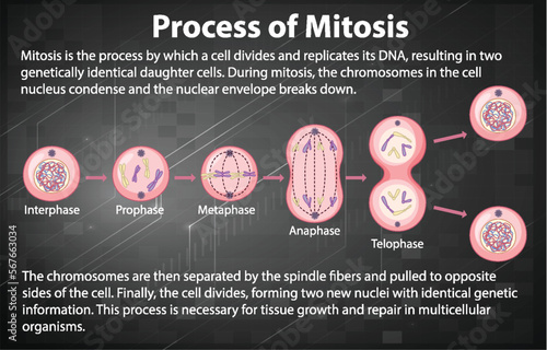 Process of mitosis phases with explanations