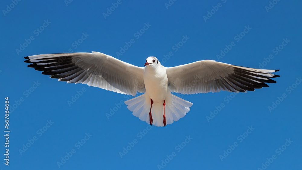 black-headed gull in flight in winter with open wings and legs. Cute sea bird in wildlife