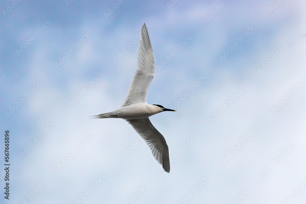 Sandwich tern Thalasseus sandvicensis in flight under blue sky with clouds. Beautiful seabird in wildlife. Sandwich tern Thalasseus sandvicensis in flight under blue sky with clouds. Beautiful seabird in wildlife.