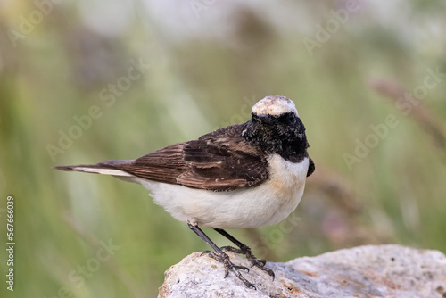pied wheatear Oenanthe pleschanka male sitting on stone. Cute songbird in wildlife.
